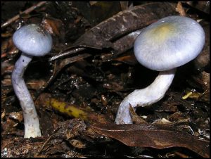 April 18 | An Introduction to the Fungi of the Shoalhaven Region Forests and Farms